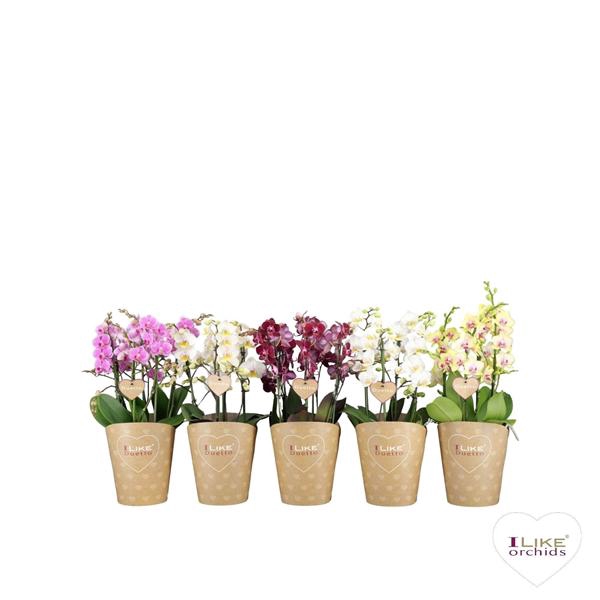 <h4>Duetto Multi Mix 60+</h4>