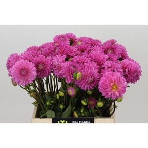 Dahlia Sandra