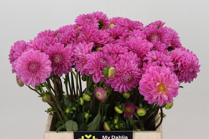 <h4>Dahlia Sandra</h4>