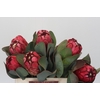 Protea Grandiceps