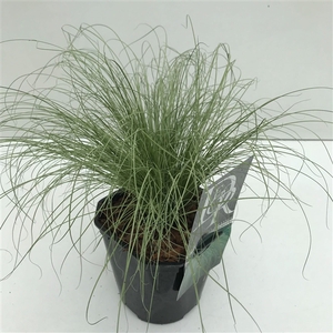 Carex 'Frosted Curls' P17 (2ltr)