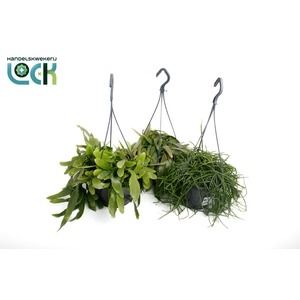 Rhipsalis mix