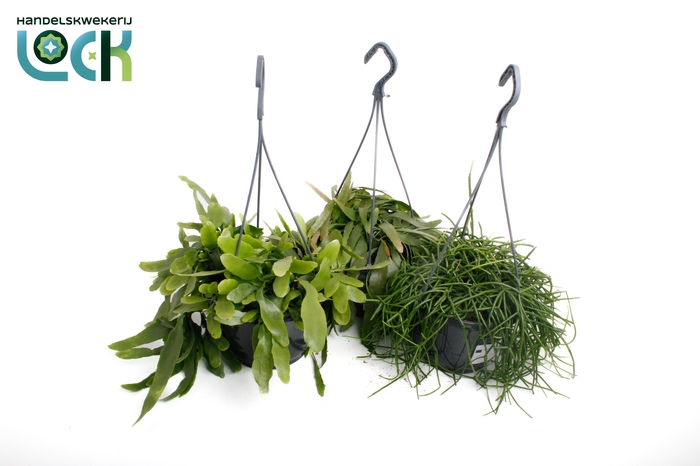 <h4>Rhipsalis mix</h4>