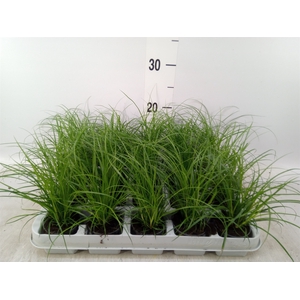 Carex brunnea