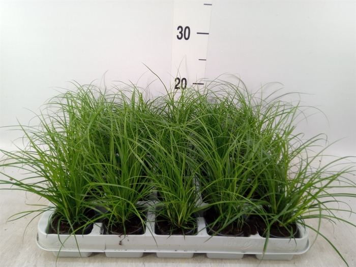 <h4>Carex brunnea</h4>