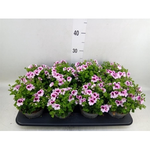 Pelargonium gran.   ..