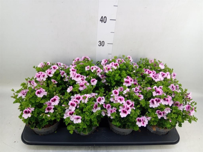 <h4>Pelargonium gran.   ..</h4>