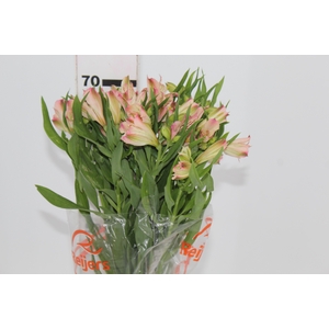 ALSTROEMERIA PAPILLON 080 CM ROSA