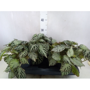 Begonia BD 'Silver Jewell'