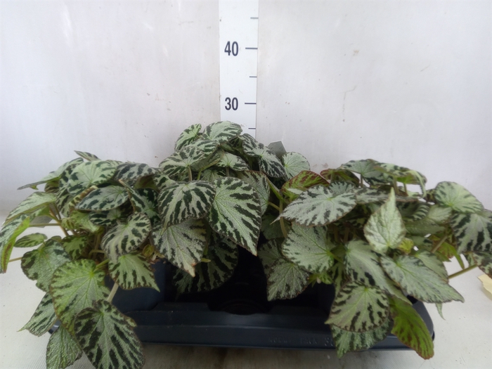 <h4>Begonia BD 'Silver Jewell'</h4>