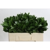 Ruscus Hypophyllum