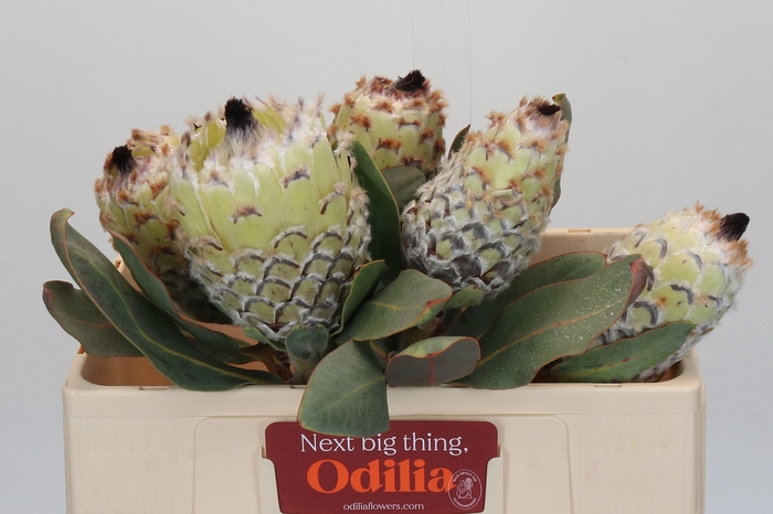 <h4>Protea Barbigera Ice Queen</h4>