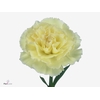 Di St Poirot Yellow/pink Edge