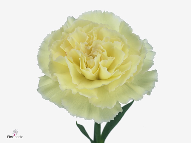 Di St Poirot Yellow/pink Edge