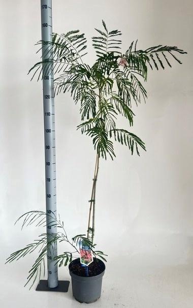 <h4>ALBI JULIBRISSIN</h4>