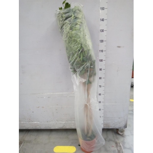 Ficus benja. 'Danielle'