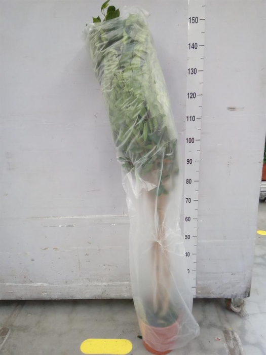 <h4>Ficus benja. 'Danielle'</h4>