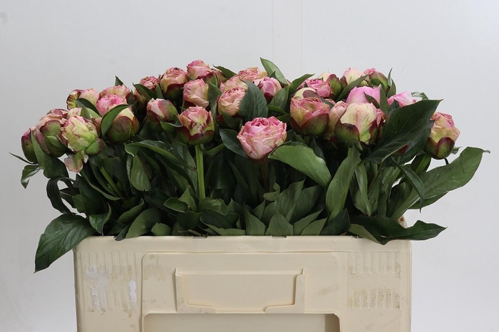 <h4>Paeonia Gardenia</h4>