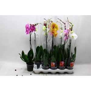 PHAL GEM