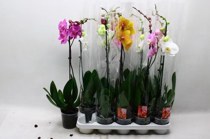 <h4>PHAL GEM</h4>