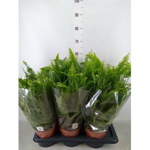 Nephrolepis exal. 'Green Lady'