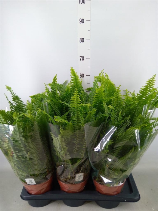 <h4>Nephrolepis exal. 'Green Lady'</h4>