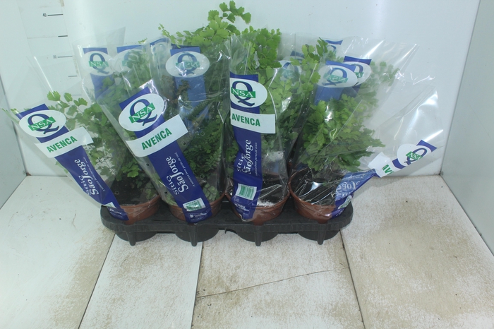 <h4>AVENCA VARIADA P15</h4>