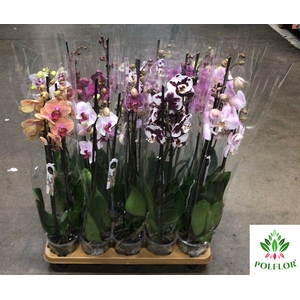 Phalaenopsis Mix 12Ø 70cm 3 Pędy