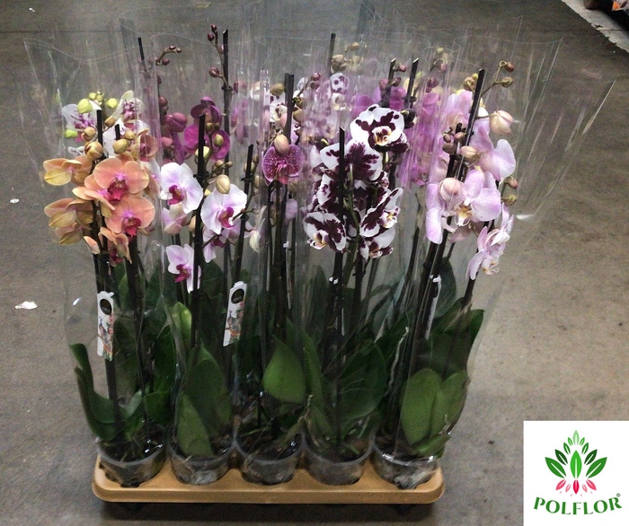 Phalaenopsis Mix 12Ø 70cm 3 Pędy