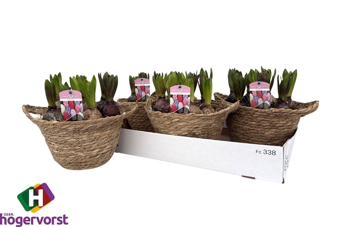 <h4>ARR HYACINTH</h4>