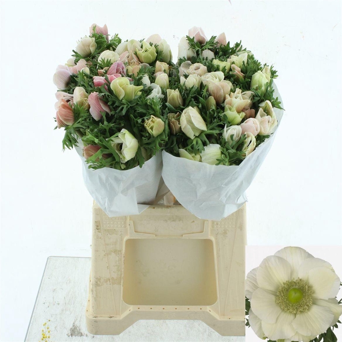 <h4>ANEM CO MIS + WHITE</h4>