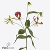 Gloriosa fifty shades