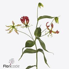 Gloriosa fifty shades