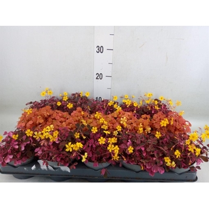 Oxalis   ...mix