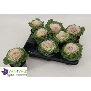 BRASSICA (SIERKOOL)