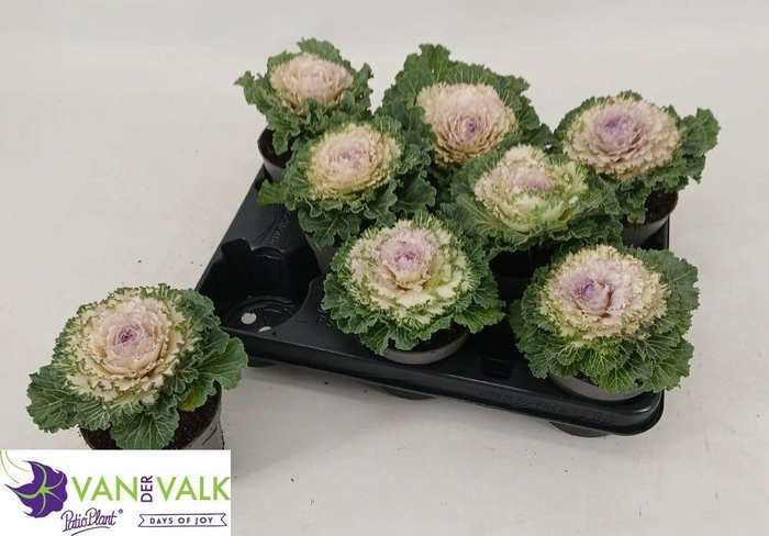<h4>BRASSICA (SIERKOOL)</h4>