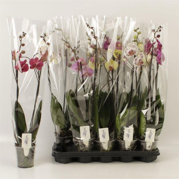 <h4>PHAL GEM 6 KL</h4>