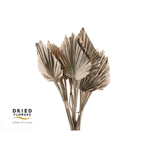 Dried Palm Spear Small Champagne