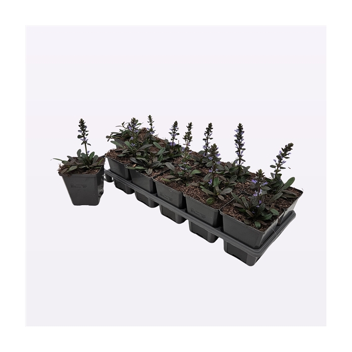 <h4>Ajuga reptans Chocolate Chips</h4>