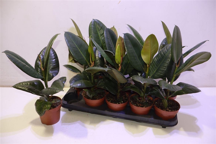 <h4>arr8 Fic El Robusta</h4>