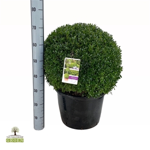 Buxus sempervirens Bol 55