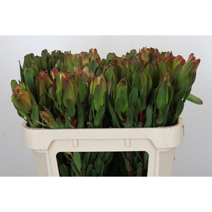 Leucadendron Laurel Yellow