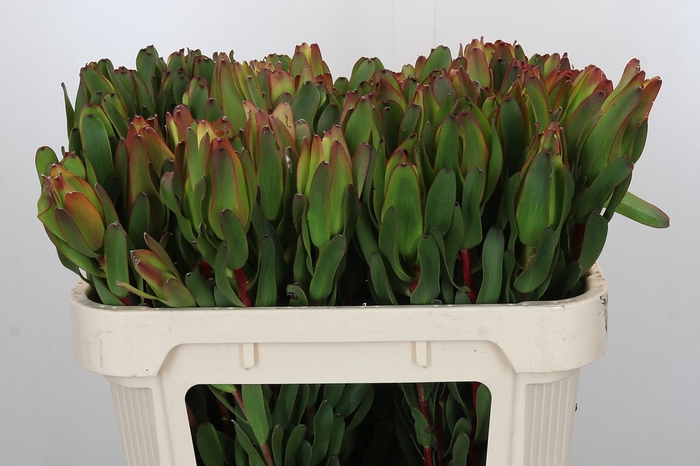 <h4>Leucadendron Laurel Yellow</h4>
