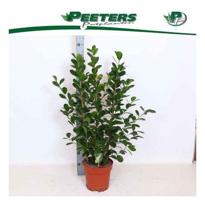 <h4>FIC MI MOCLAME</h4>