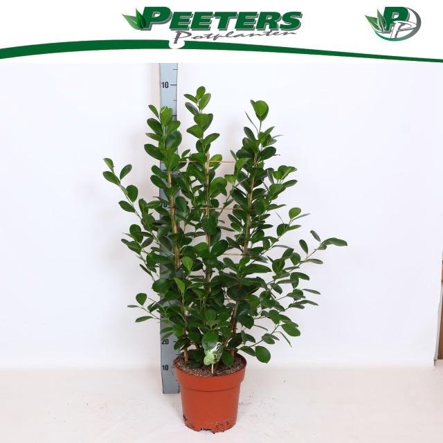 <h4>FIC MI MOCLAME</h4>