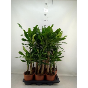 Dracaena frag. 'Steudneri'