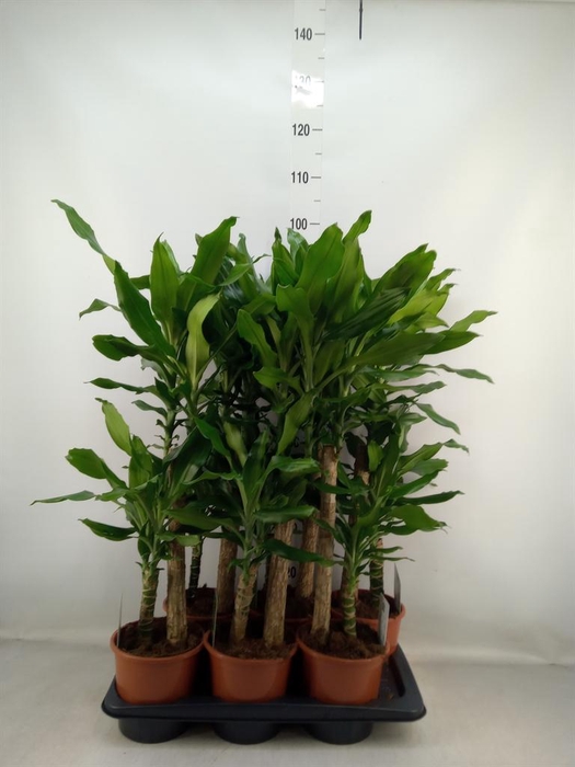 <h4>Dracaena frag. 'Steudneri'</h4>