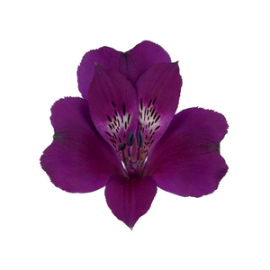 ALSTROEMERIA CLEO 080 CM ROXO