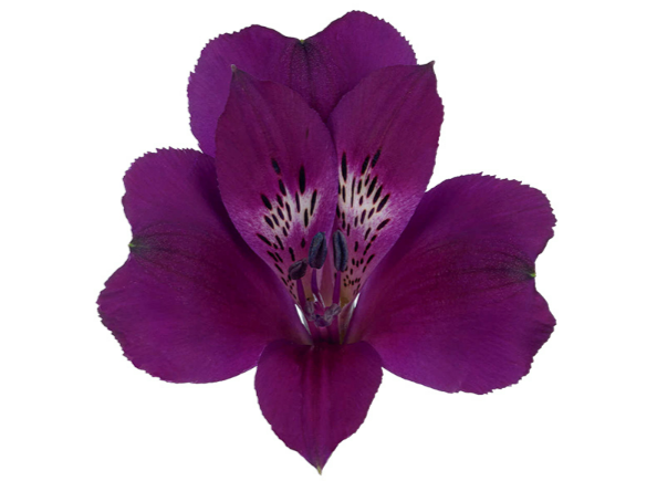 <h4>ALSTROEMERIA CLEO 080 CM ROXO</h4>
