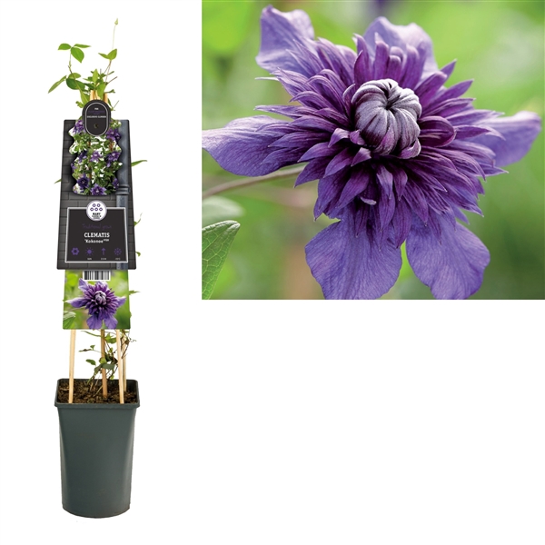 <h4>Clematis 'Kokonoe' PBR +3.0 label</h4>